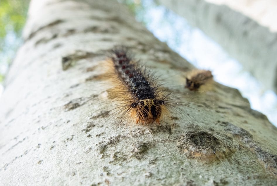 County staff provide information on managing harmful moth infestations post image