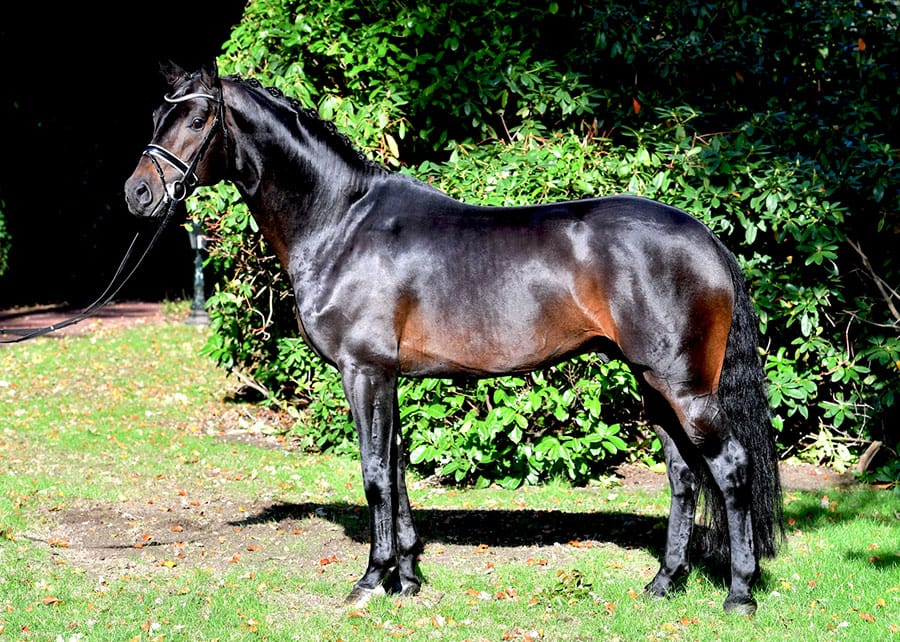 German stallion Feinrich to stand at Lookout Farm with trainer Janet Konyer post image