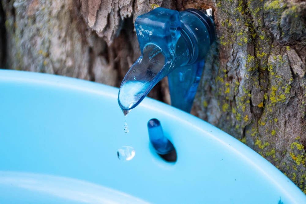 ‘One drop at a time’: Sweet season for Wellington sugar shacks post image