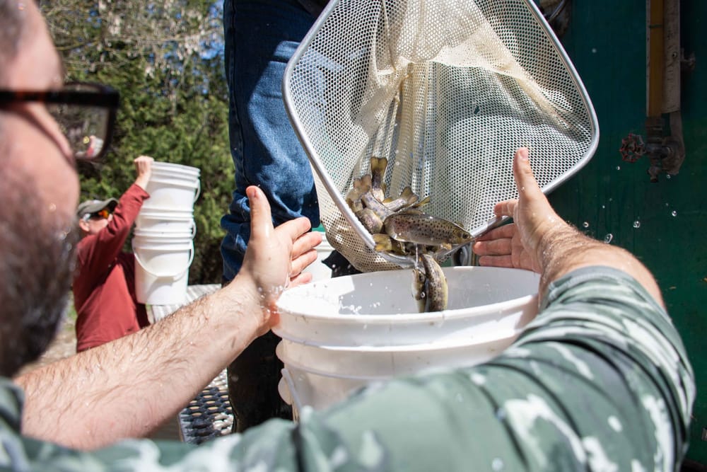 Friends of the Grand River restock river with 33,000 brown trout post image