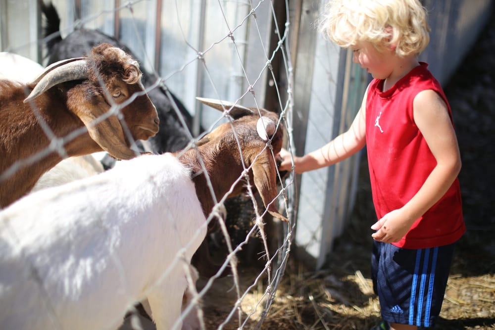 Local food, agriculture highlighted during the annual Spring Rural Romp post image
