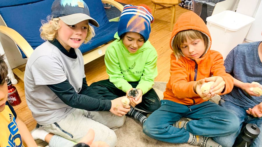 Raising chicks teaches students about egg cycles, life span of chickens post image