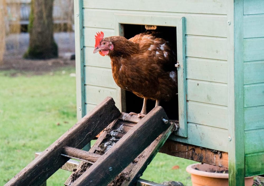 No soft spot for feathered friends at Wellington North council post image