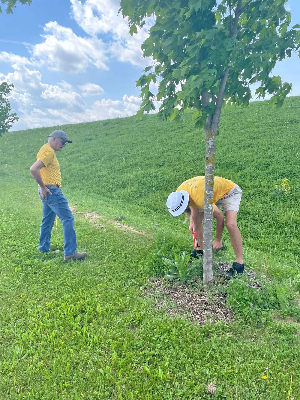 Neighbourwoods’ Tree Inventory Program back for final summer post image