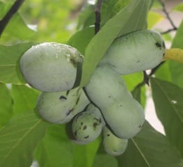 Plant edible native trees/shrubs and enjoy fruits of your labour post image