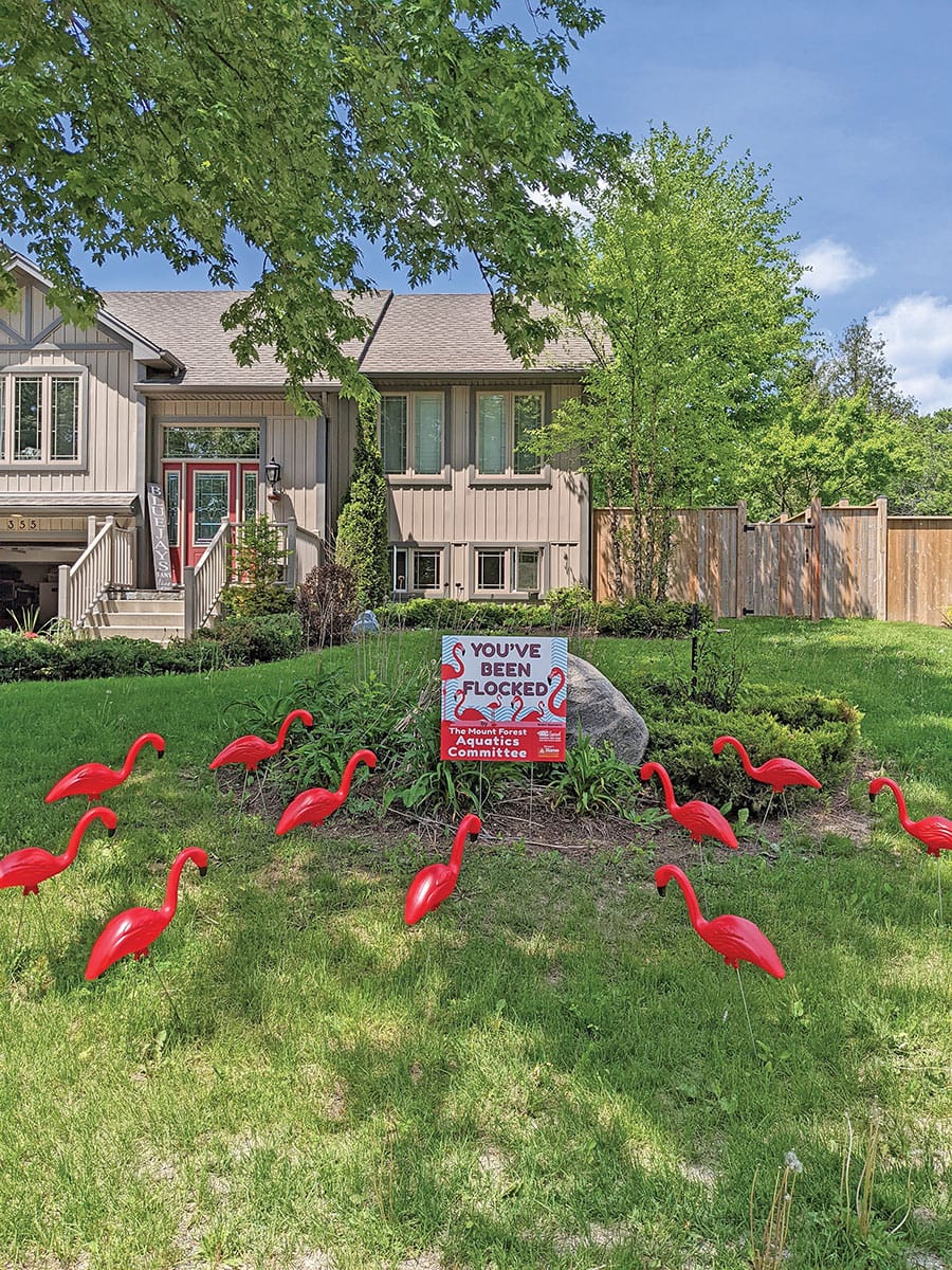 ‘You’ve Been Flocked’ campaign returns to raise funds for new outdoor Mount Forest pool post image