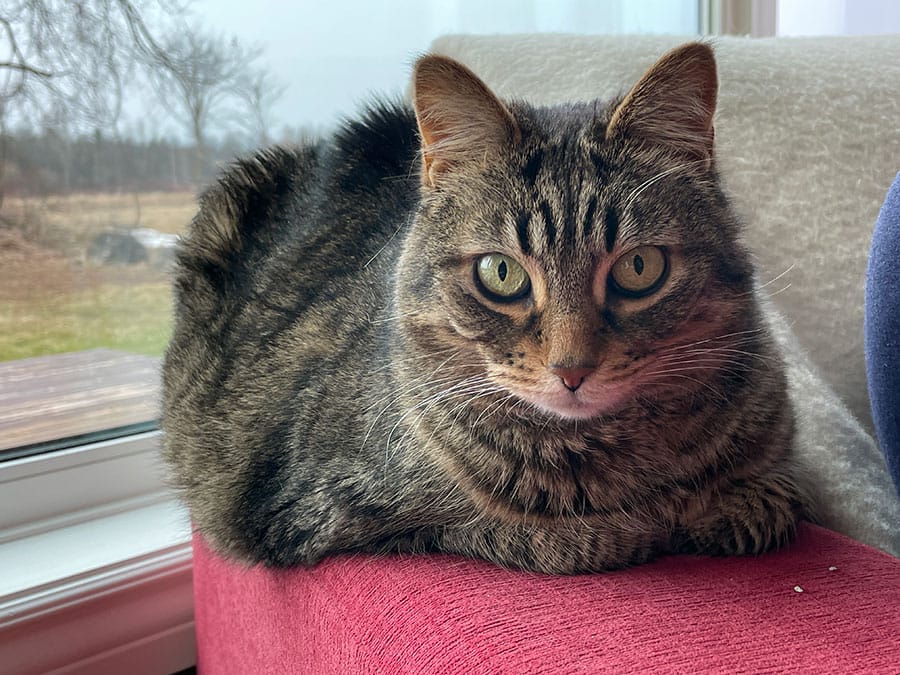 Pet obesity: an ounce of prevention is worth a pound of cure post image