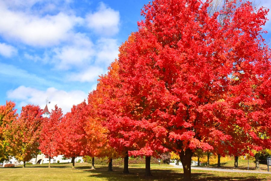 Autumn leaves bright at WCMA post image