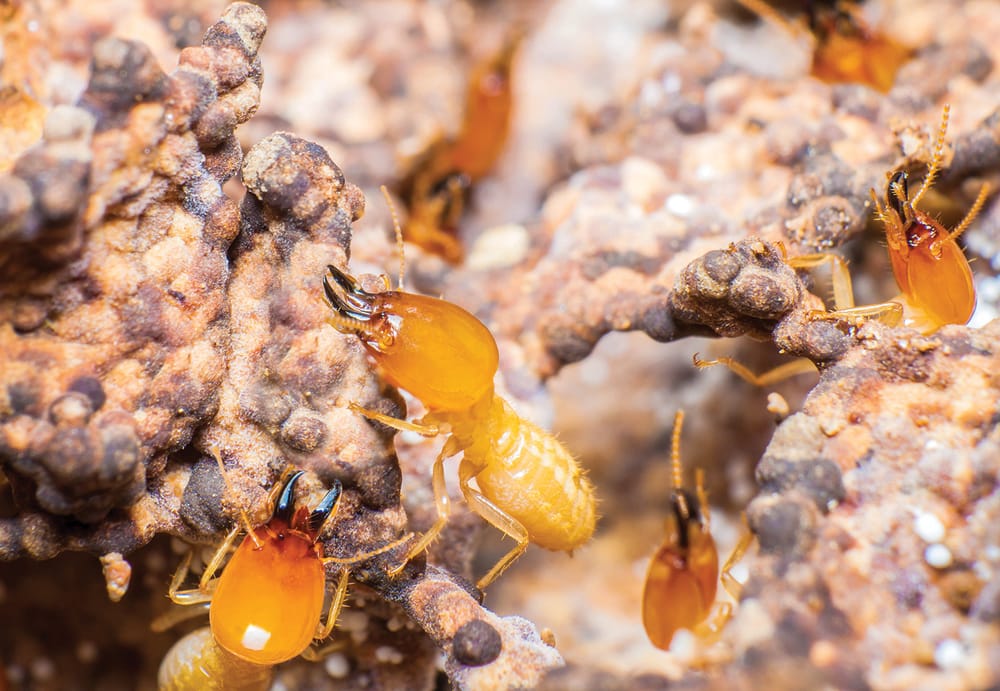 Centre Wellington plans to institute termite eradication program post image