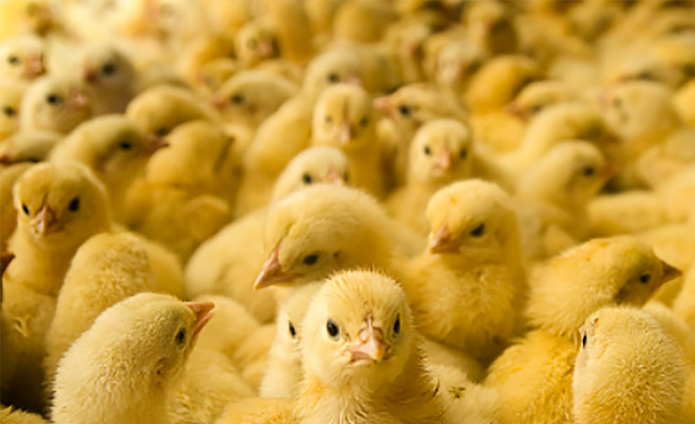 OPP: 30,000 chicks stolen from Huron County farm post image