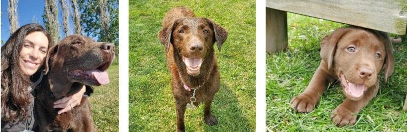 Council approves lot size exemption for kennel applicant post image