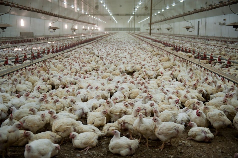 Expansion of former Wellington Poultry abattoir to bring more jobs, new product line post image