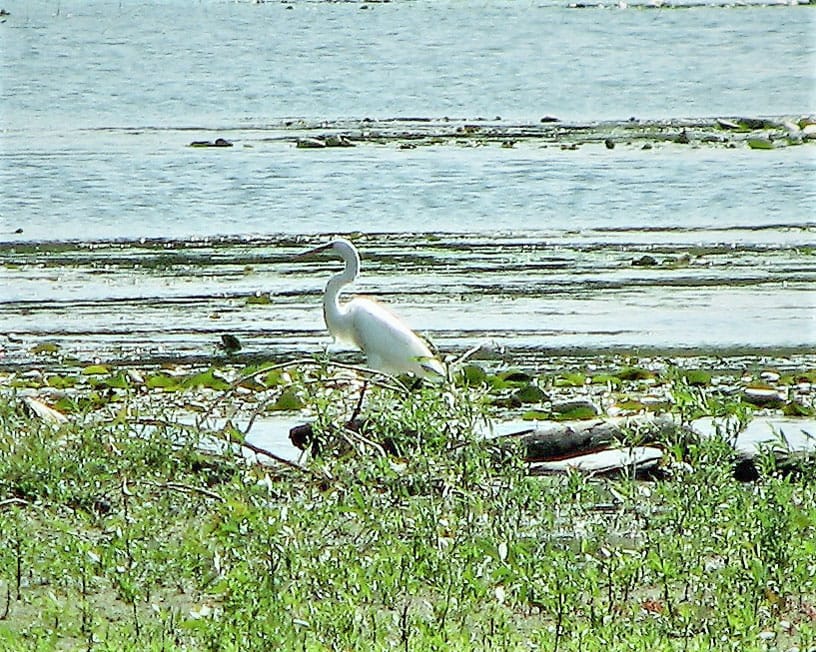 Bird Watching post image