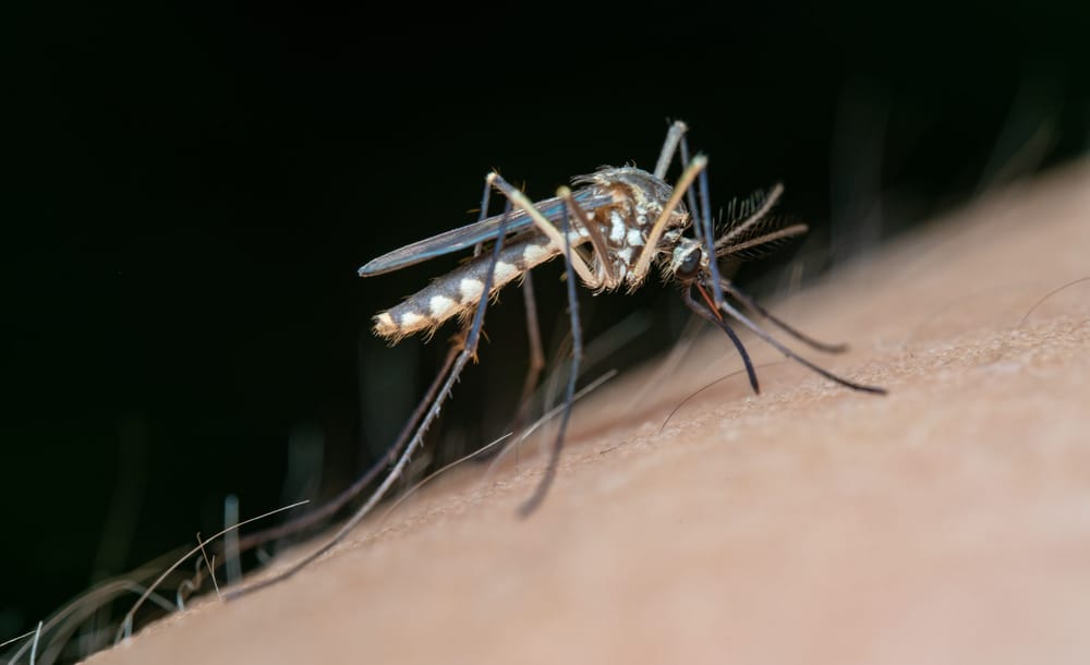 Are there more mosquitoes this year? Experts say it's too early to tell for sure post image
