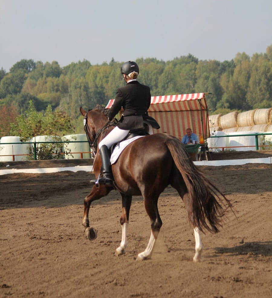 Equine Guelph offering  online training for grassroots-level horse show judging post image