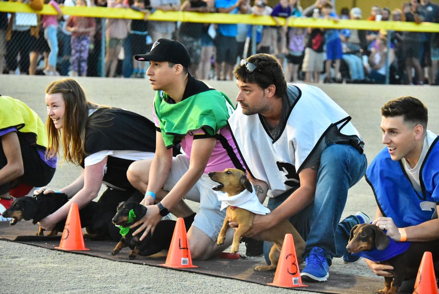 ‘Gus’ claims Wiener Dog Championship at raceway post image