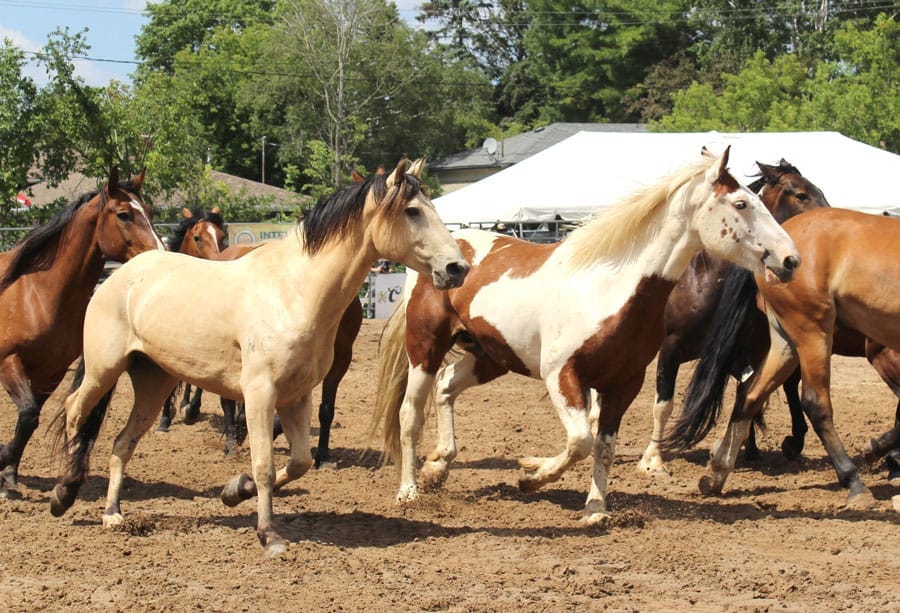 Heat stress and dehydration can harm horses: OVC professor post image