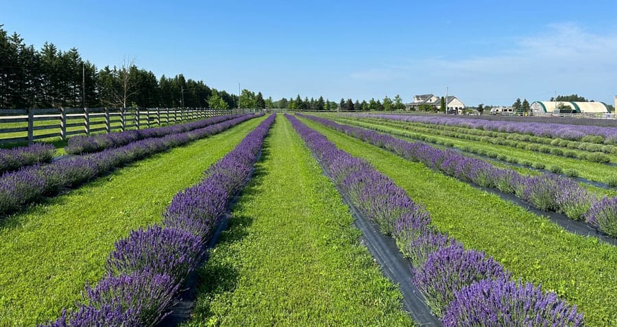 Lavender Festival supports Alzheimer Society post image