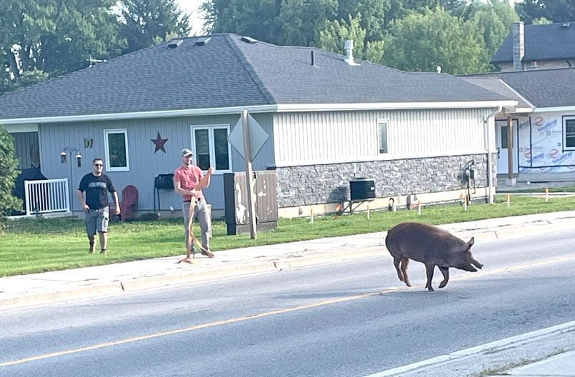 Live trap set in attempt to capture fugitive hog post image