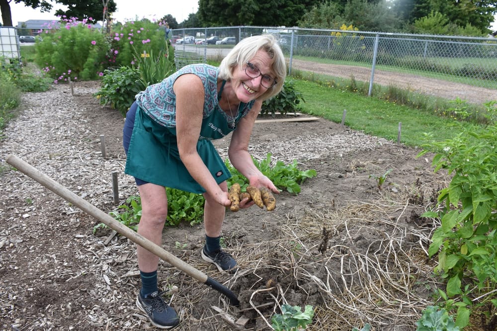 Community garden enjoys fruits (and vegetables) of labour at harvest celebration post image