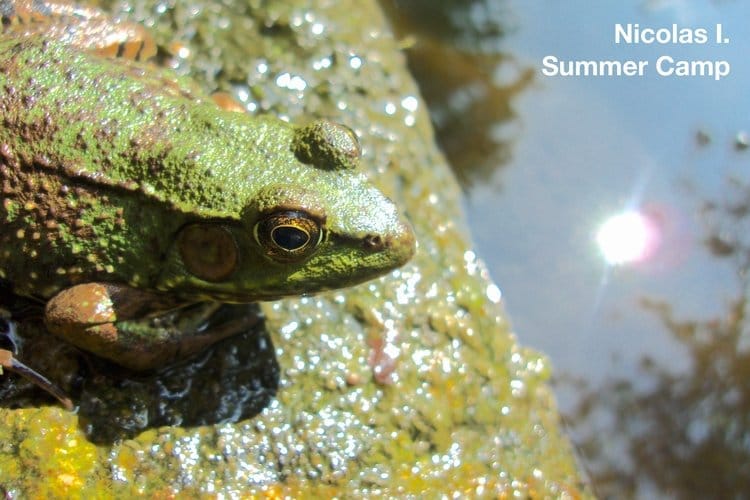 Focus on Nature garden party celebrates student work post image