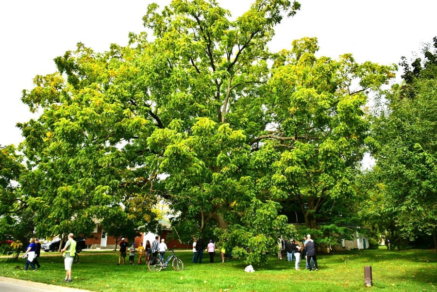 150-year-old black walnut tree named Tree of the Year post image