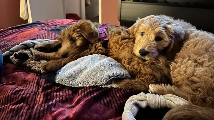 Bill aims to curb sales from puppy mills; animal advocates say proposed law falls short post image