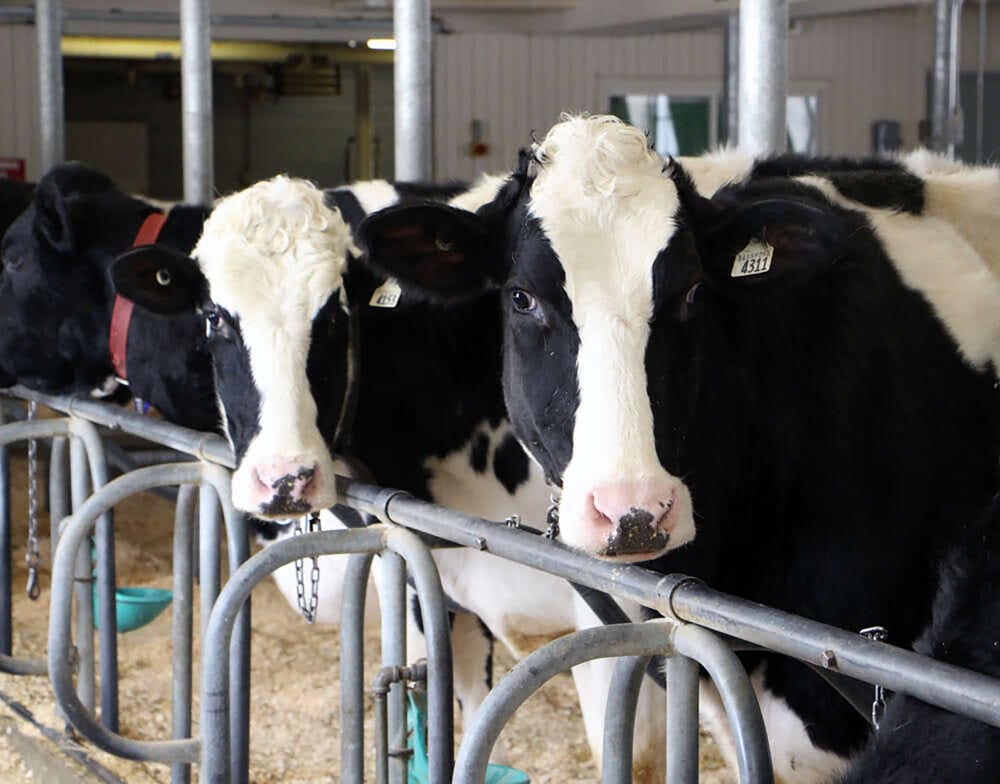 Research on breeding lower-burp cows wins innovation award post image