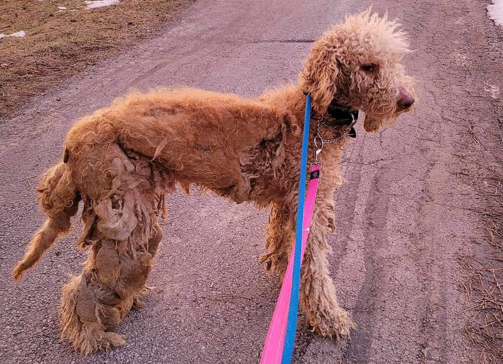 Stray dog ‘Spudley’ rescued with community support post image