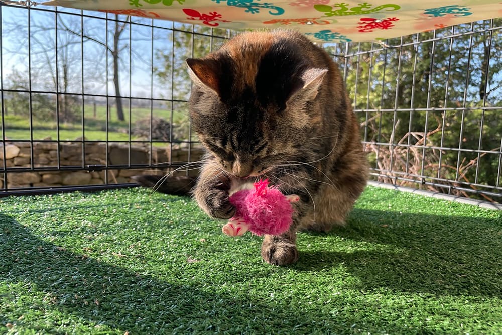 A breath of fresh air: Giving indoor cats a taste of the Great Outdoors post image