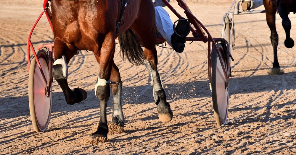 Horse Racing Appeal Panel clears local harness racing trainer of horse cruelty post image