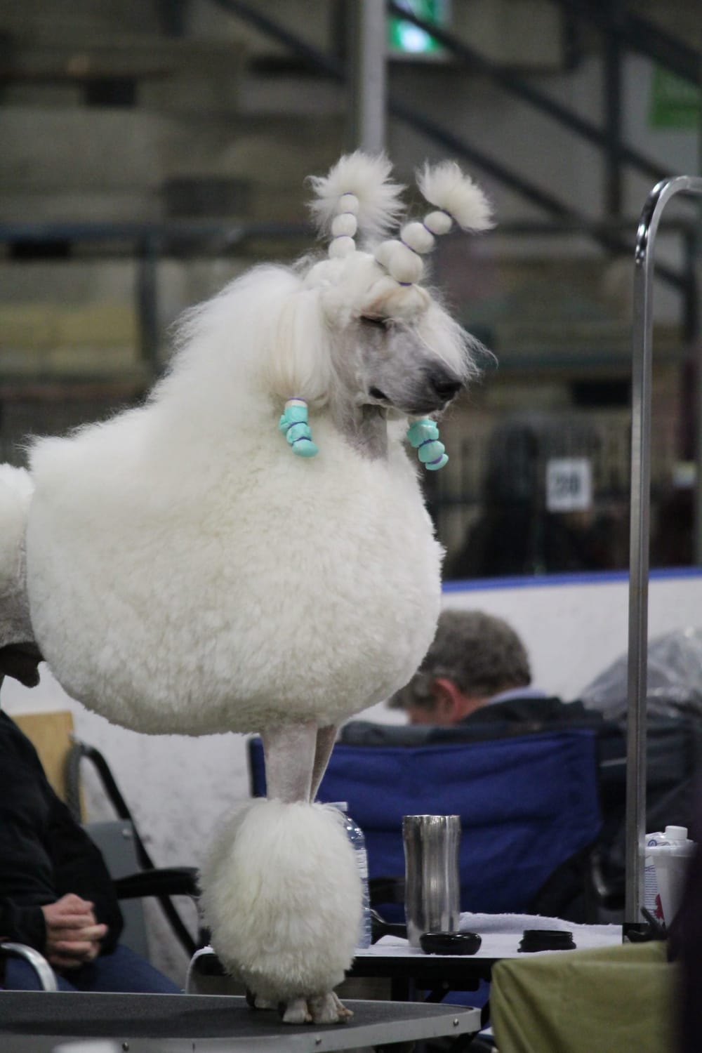 Guelph and District Kennel Club dog show comes to Fergus post image
