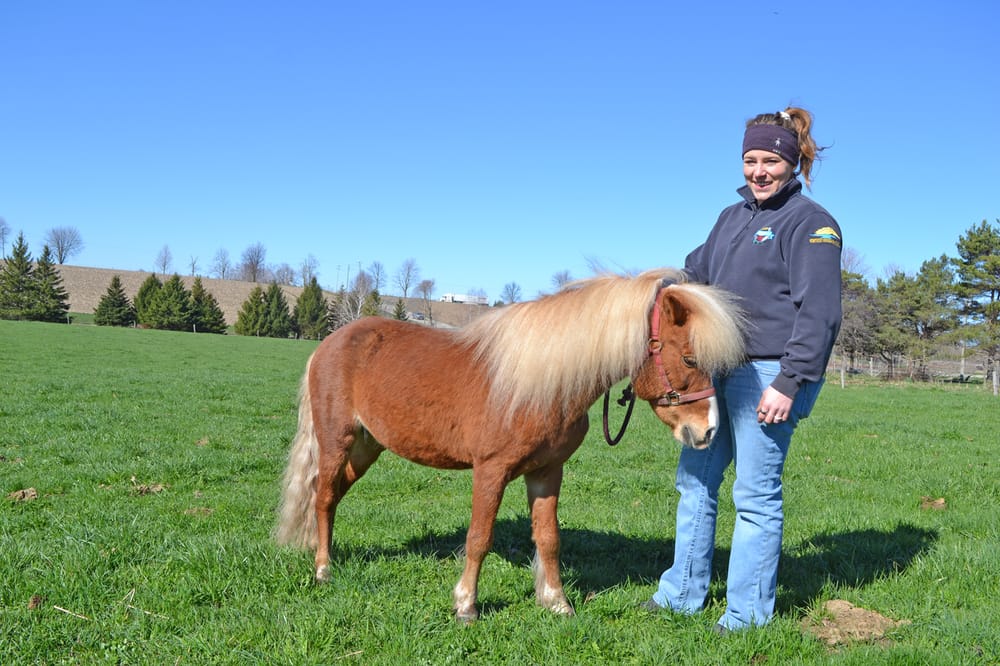 Miniature horses – bringing big joy to owners and fair goers post image