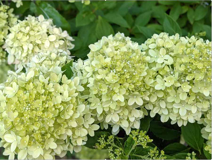 Summer beauties: How to get the most from your hydrangeas post image