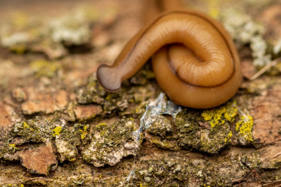 Hammerhead flatworm invades Ontario gardens, forests: entomologist post image