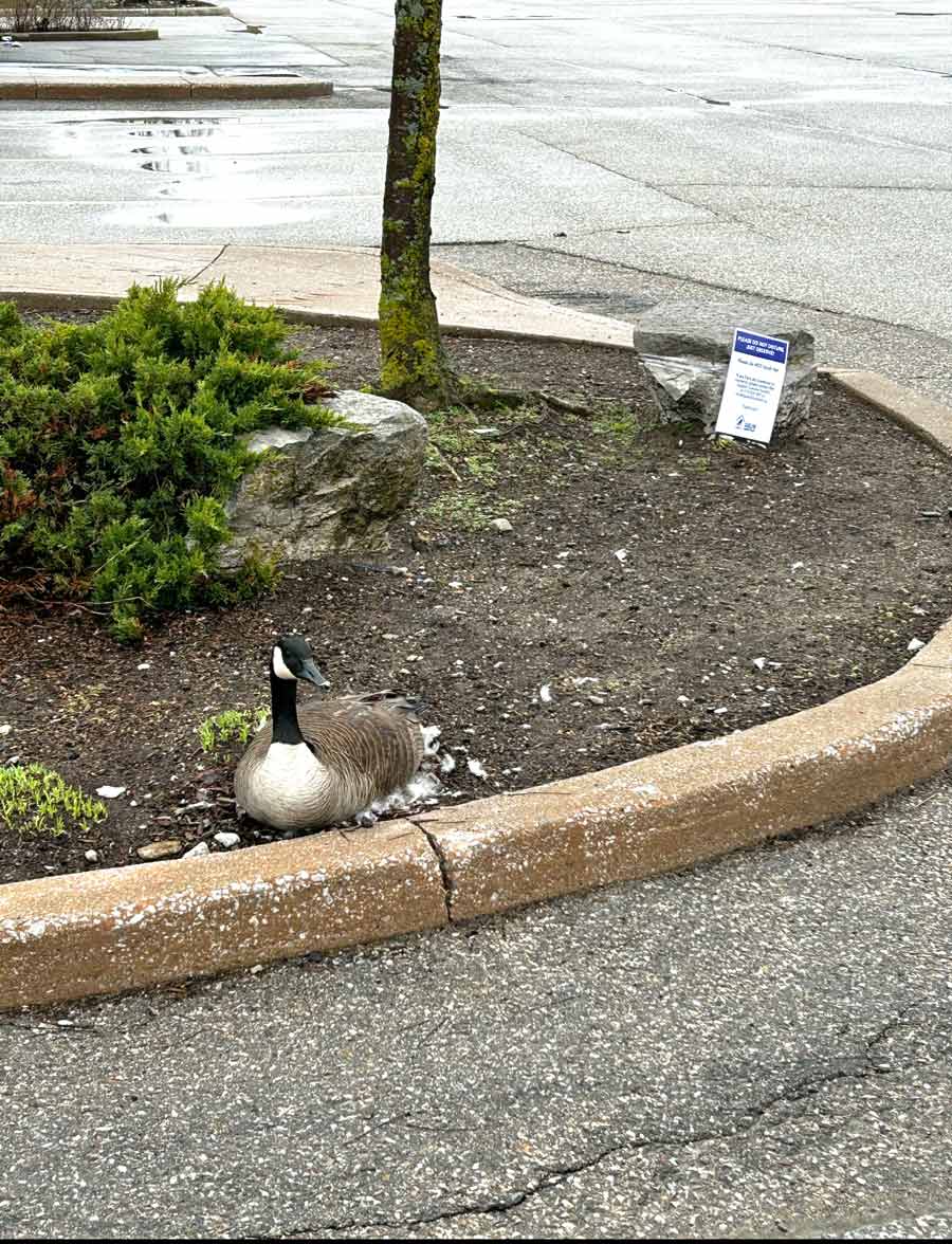 It’s nesting time; leave geese alone says GHS post image