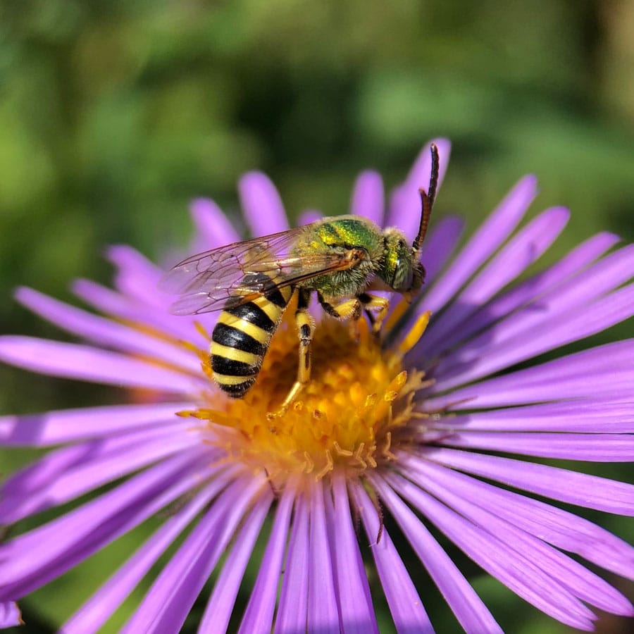 Rare Charitable Research Reserve plots gardens on ‘pollinator way stations’ map post image