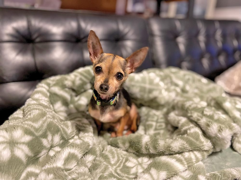 Dog abandoned in outhouse adopted by foster family post image