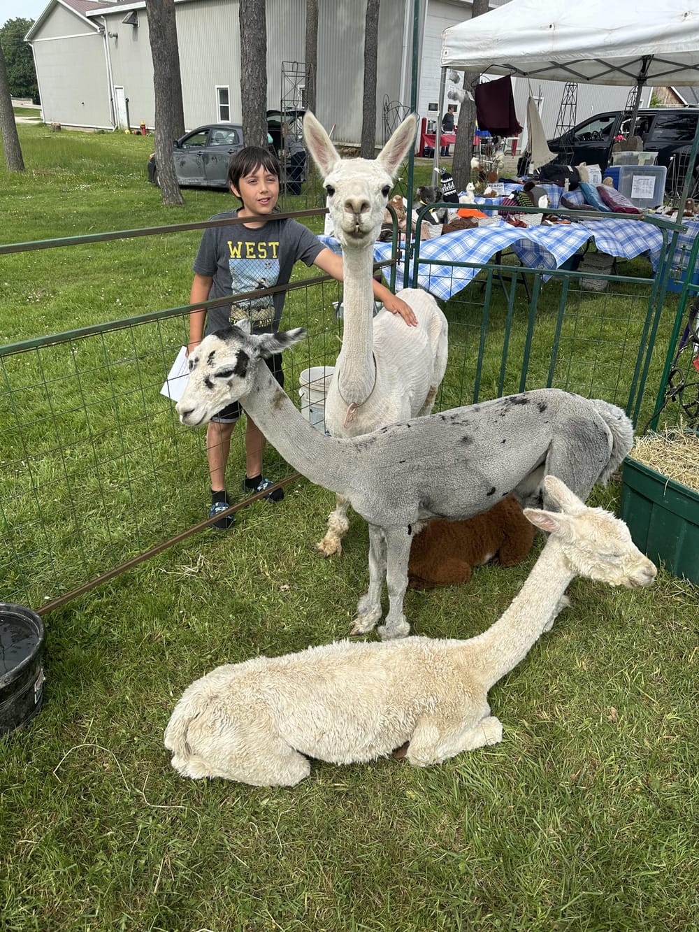 Harriston's annual garden festival had some furry friends post image