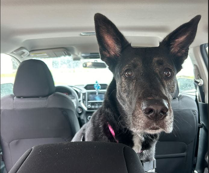 Guelph Humane Society warns pet owners of dangerous summer heat post image