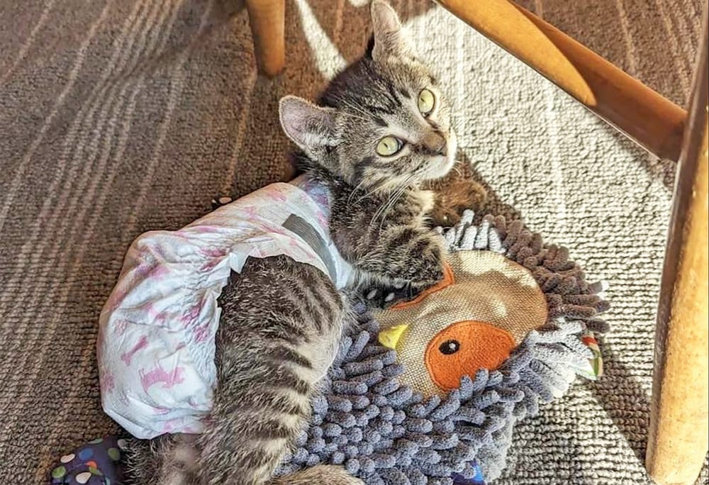 Arthur Animal Rescue ‘overflowing’ with cats post image