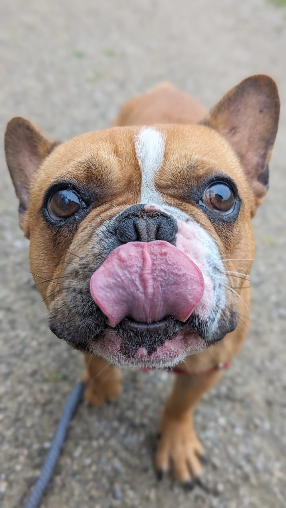 Cute pet photos: Humane Society fundraiser post image