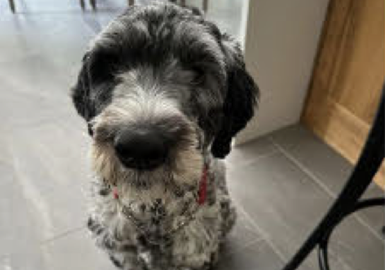 Minto council designates dog dangerous after ‘severe’ biting incident post image