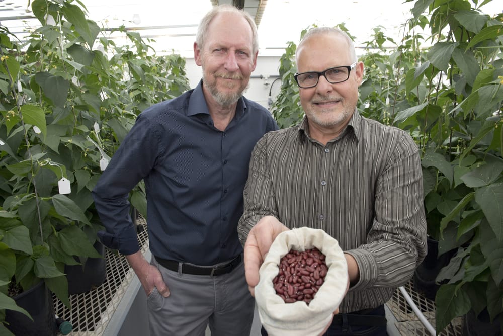 Dynasty kidney bean wins University of Guelph’s Innovation of the Year Award post image