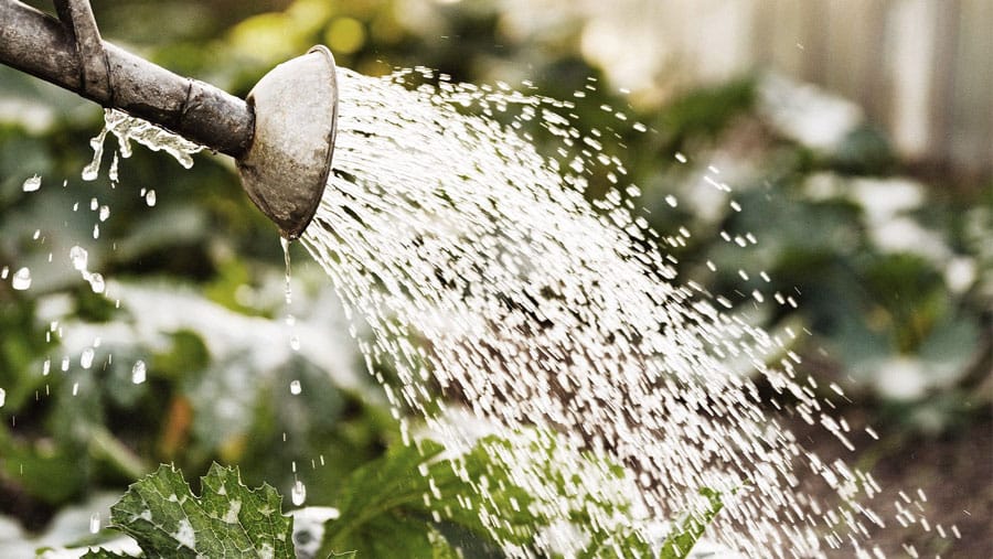 Gardeners beware: water restrictions may be in your future post image