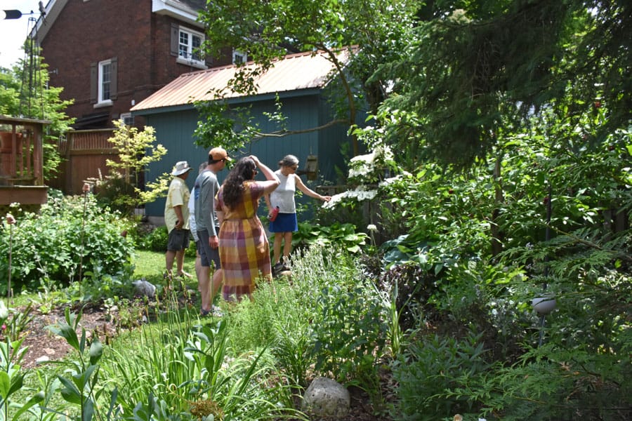 Some real stunners on Fergus garden tour post image