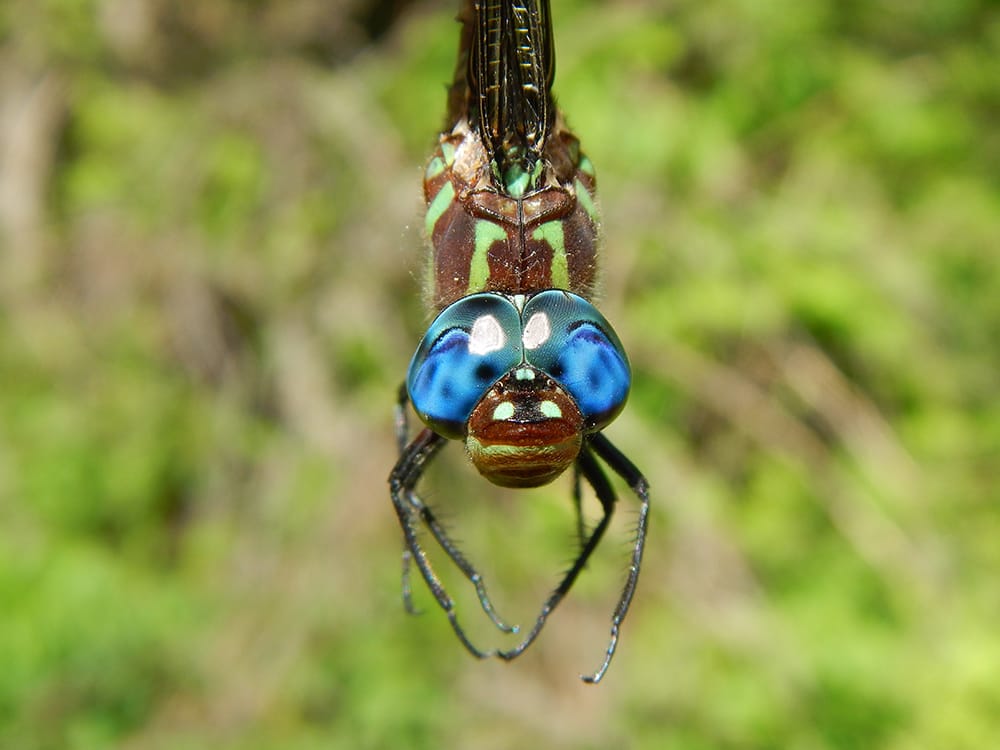 Arboretum to host butterfly, moth and dragonfly workshops post image