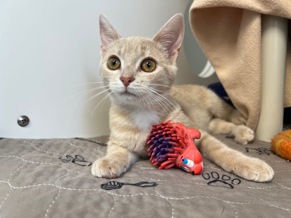 Humane society encourages people to adopt a pet in need post image