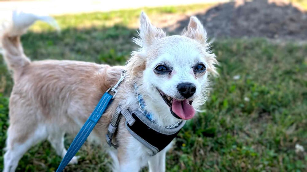 Guelph pets strike a pose in annual photo contest to support animals in need post image