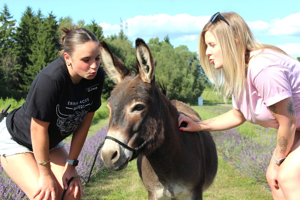 Bachelor donkey on the lookout for a ‘good, wholesome Jenny’ post image